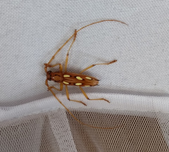 Eburodacrys sexmaculata