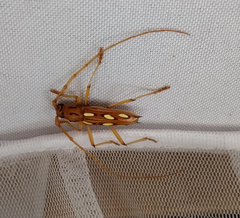 Eburodacrys sexmaculata