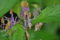 Corydalis mucronata