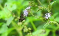 Callimormus interpunctata