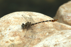 Paragomphus sinaiticus