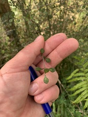 Coprosma tenuicaulis