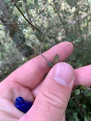 Coprosma tenuicaulis