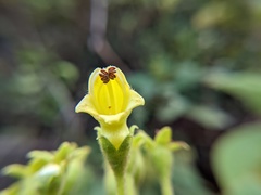 Rhytidophyllum auriculatum