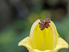 Rhytidophyllum auriculatum