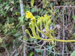 Rhytidophyllum auriculatum