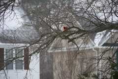 Cardinalis cardinalis