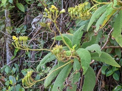 Rhytidophyllum auriculatum