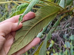 Rhytidophyllum auriculatum