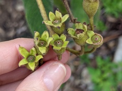 Rhytidophyllum auriculatum