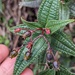 Miconia crotonifolia - Photo (c) Claire O'Neill, μερικά δικαιώματα διατηρούνται (CC BY-NC), uploaded by Claire O'Neill
