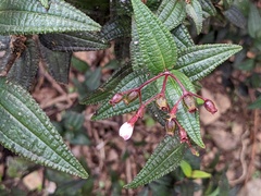 Miconia crotonifolia