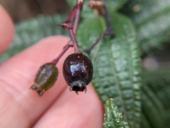 Miconia crotonifolia