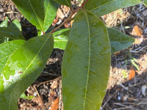 Prunus serotina image