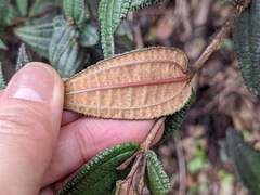 Miconia crotonifolia