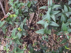 Miconia crotonifolia