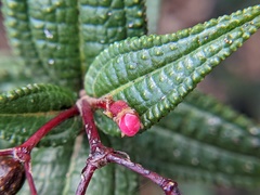 Miconia crotonifolia
