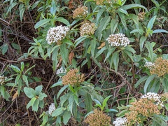 Ageratina resiniflua