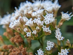 Ageratina resiniflua