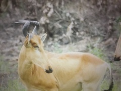 Alcelaphus buselaphus lichtensteinii