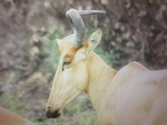 Alcelaphus buselaphus lichtensteinii