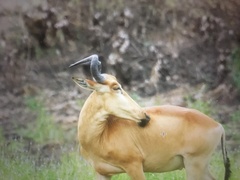 Alcelaphus buselaphus lichtensteinii