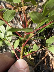 Rhus copallina image