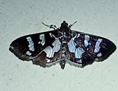 Desmia bajulalis