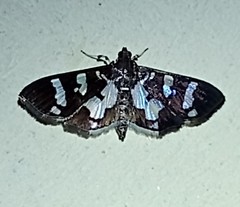 Desmia bajulalis