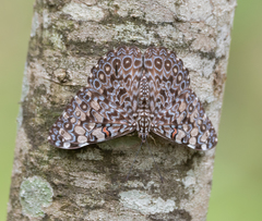 Hamadryas feronia