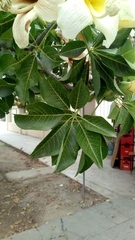 Ceiba chodatii