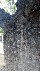 Ceiba chodatii