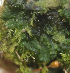 Anthoceros punctatus