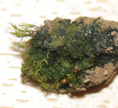 Anthoceros punctatus