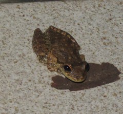 Scinax x-signatus