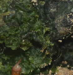 Anthoceros punctatus