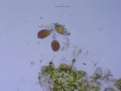 Anthoceros punctatus
