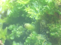 Anthoceros punctatus
