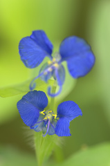 Commelina forskaolii