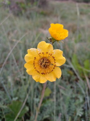 Geum magellanicum