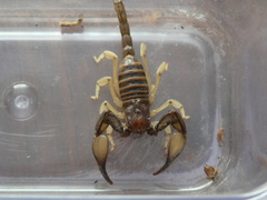 Opistophthalmus carinatus