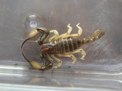 Opistophthalmus carinatus