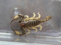 Opistophthalmus carinatus