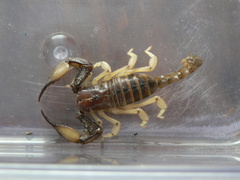 Opistophthalmus carinatus