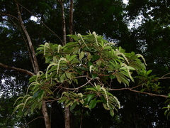 Croton matourensis