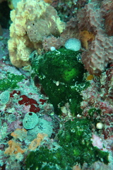 Polycitoridae