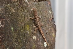 Gonatodes albogularis