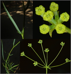Bupleurum fruticescens