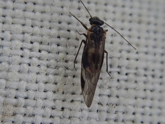 Elipsocus