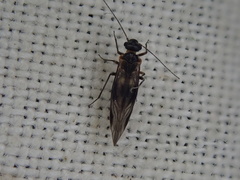 Elipsocus